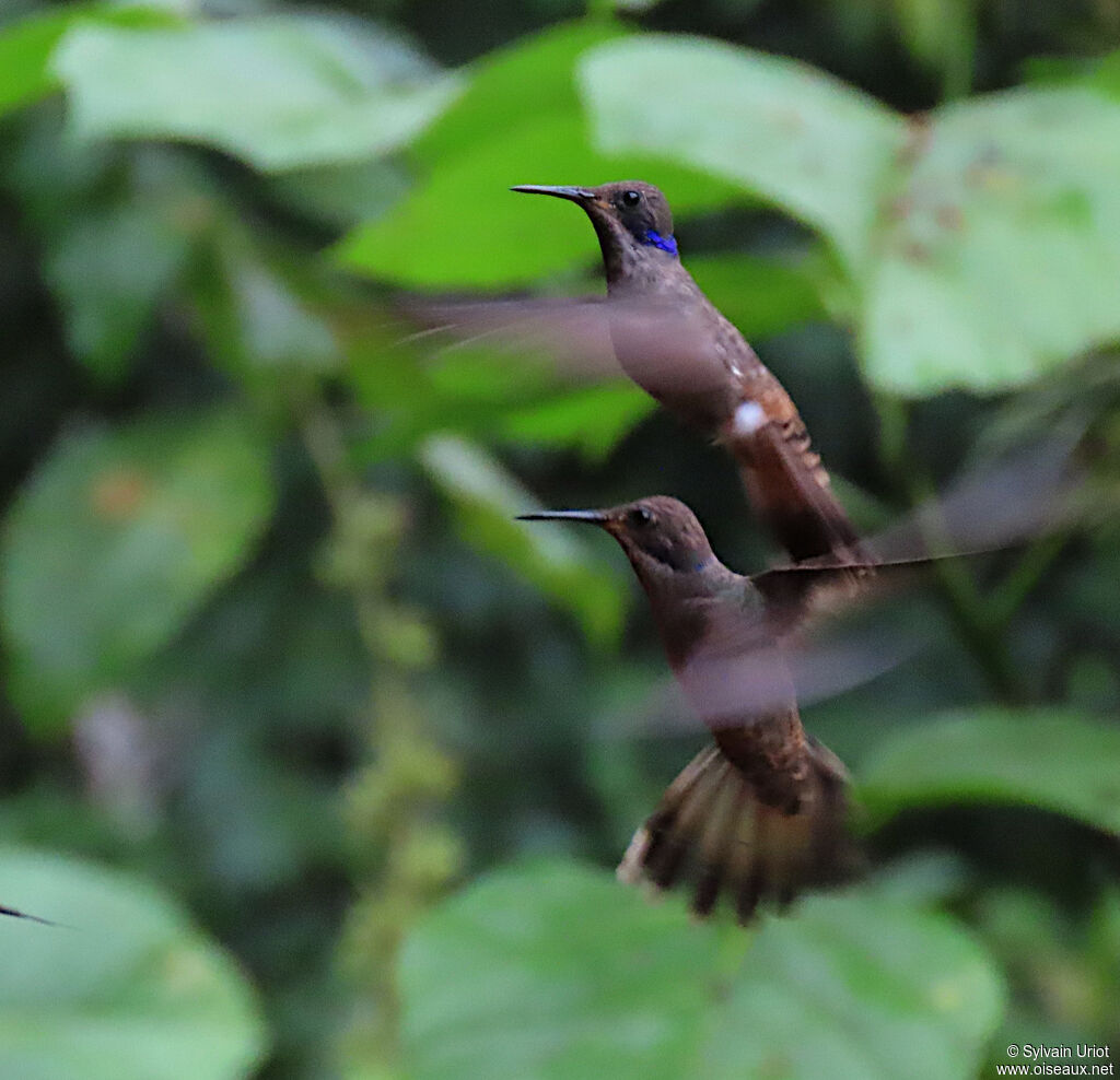 Brown Violetear