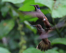 Brown Violetear