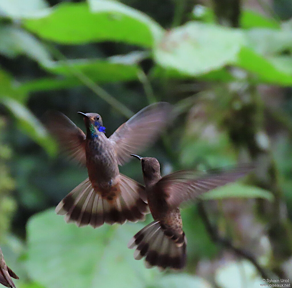 Colibri de Delphine