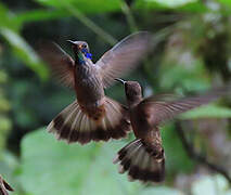 Brown Violetear