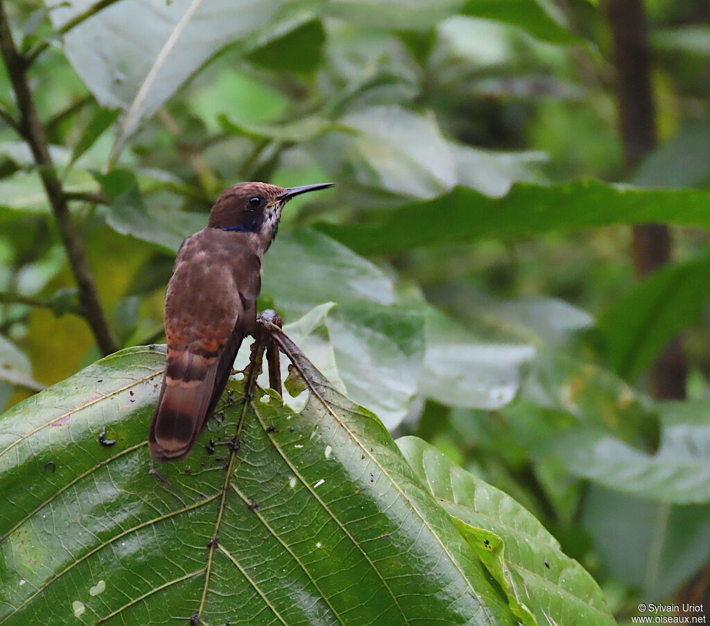 Brown Violetearadult