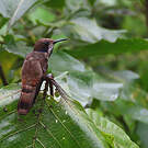 Colibri de Delphine