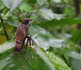 Colibri de Delphine