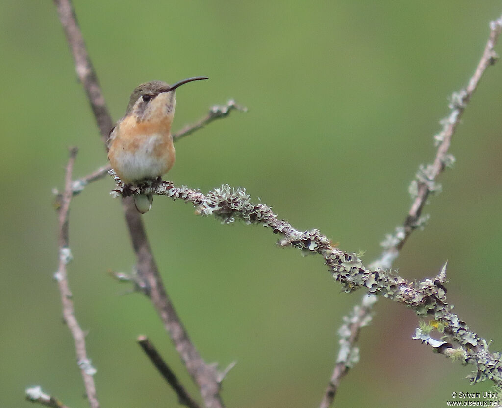 Colibri de Fanny femelle, adulte
