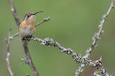 Colibri de Fanny