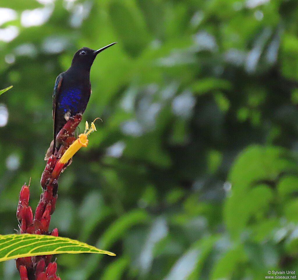 Velvet-purple Coronet male adult