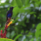 Colibri de Jardine