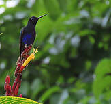 Colibri de Jardine