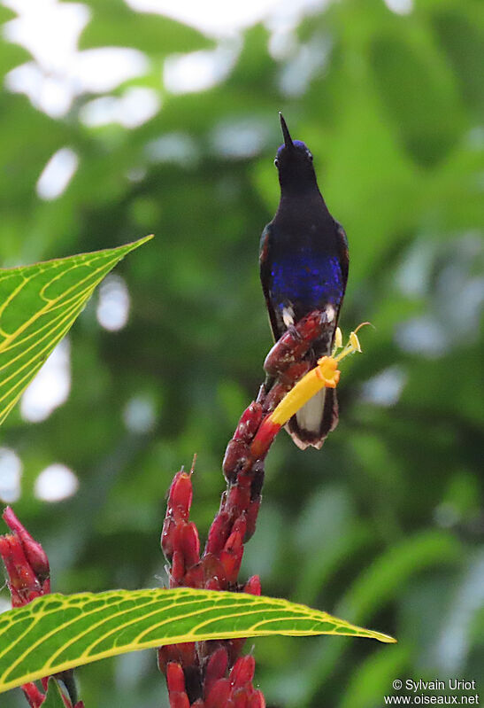 Colibri de Jardine mâle adulte