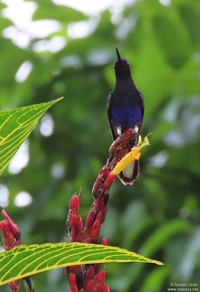 Velvet-purple Coronet male adult