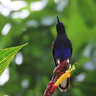Colibri de Jardine