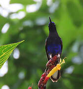 Velvet-purple Coronet