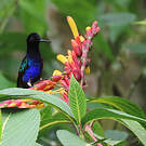 Colibri de Jardine