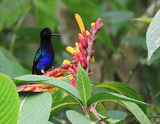 Velvet-purple Coronet