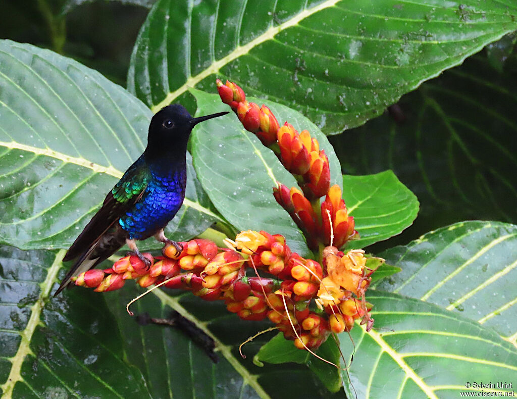 Velvet-purple Coronet male adult