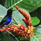 Colibri de Jardine