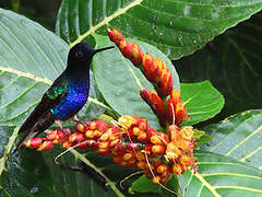 Velvet-purple Coronet