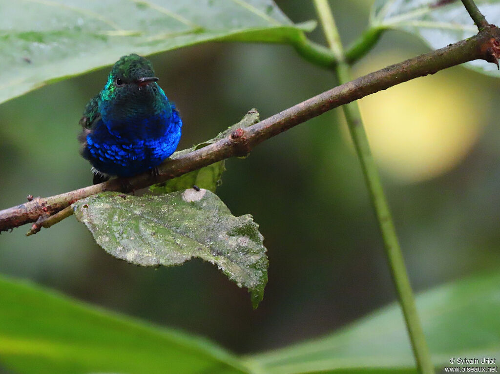 Violet-bellied Hummingbird male adult