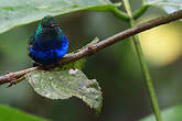 Colibri de Julie