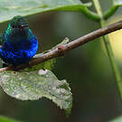 Colibri de Julie