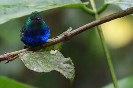 Violet-bellied Hummingbird