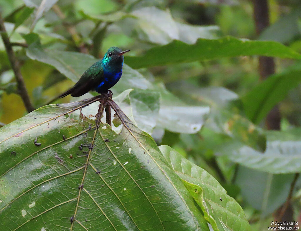 Colibri de Julie mâle adulte