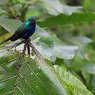 Colibri de Julie