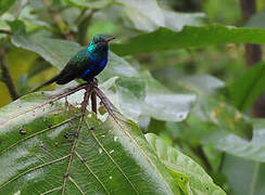 Violet-bellied Hummingbird