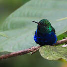 Colibri de Julie