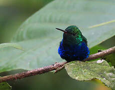 Violet-bellied Hummingbird