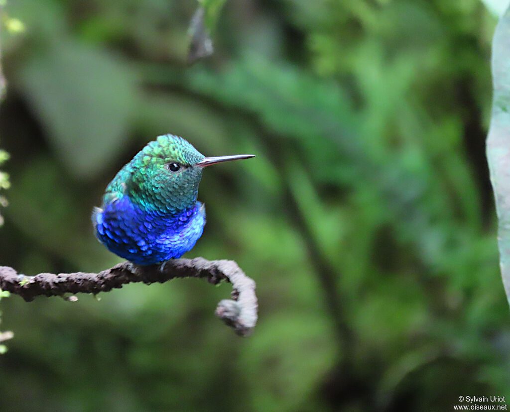 Colibri de Julie mâle adulte