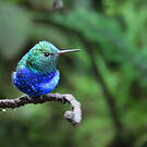 Colibri de Julie