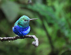 Violet-bellied Hummingbird