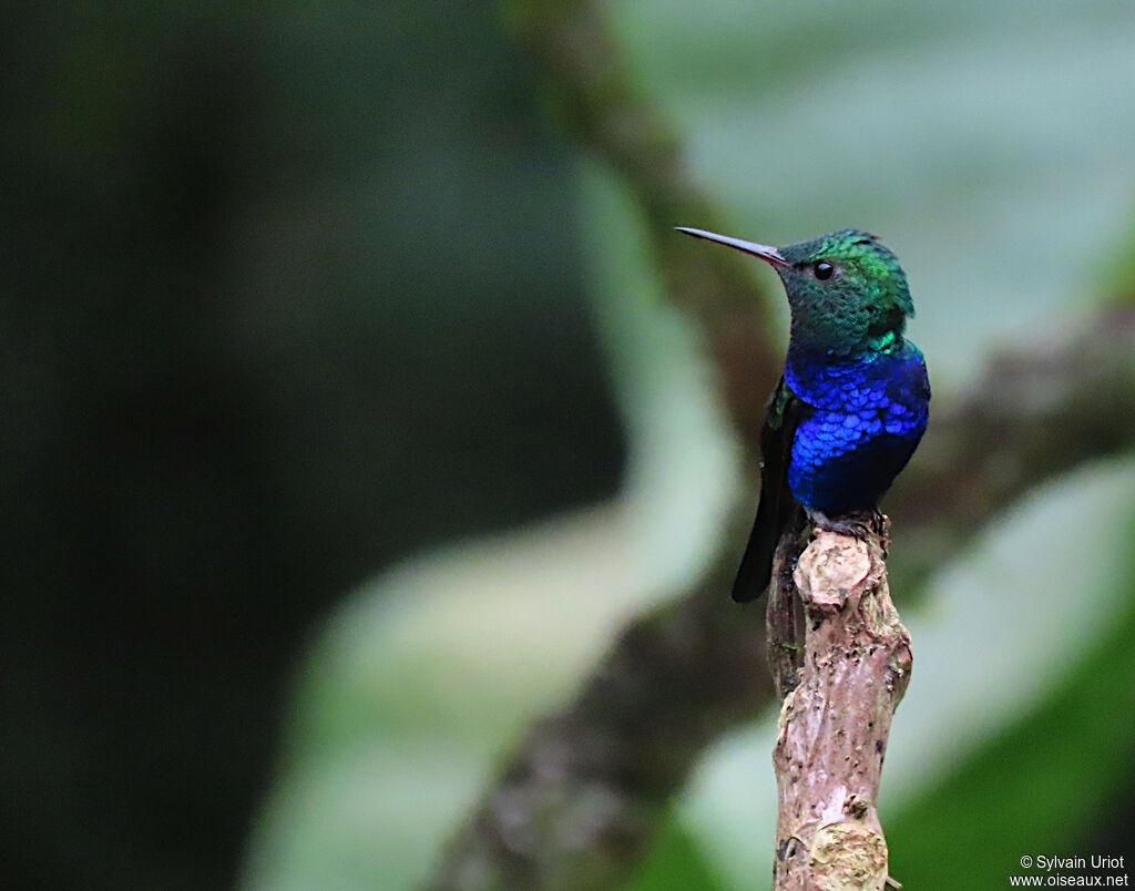 Violet-bellied Hummingbird male adult