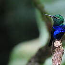Colibri de Julie