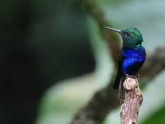 Violet-bellied Hummingbird