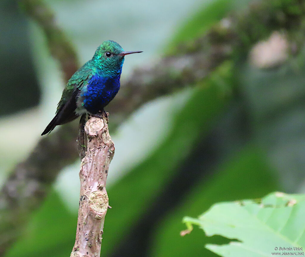 Violet-bellied Hummingbird male adult