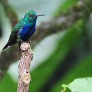 Colibri de Julie