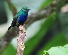 Violet-bellied Hummingbird