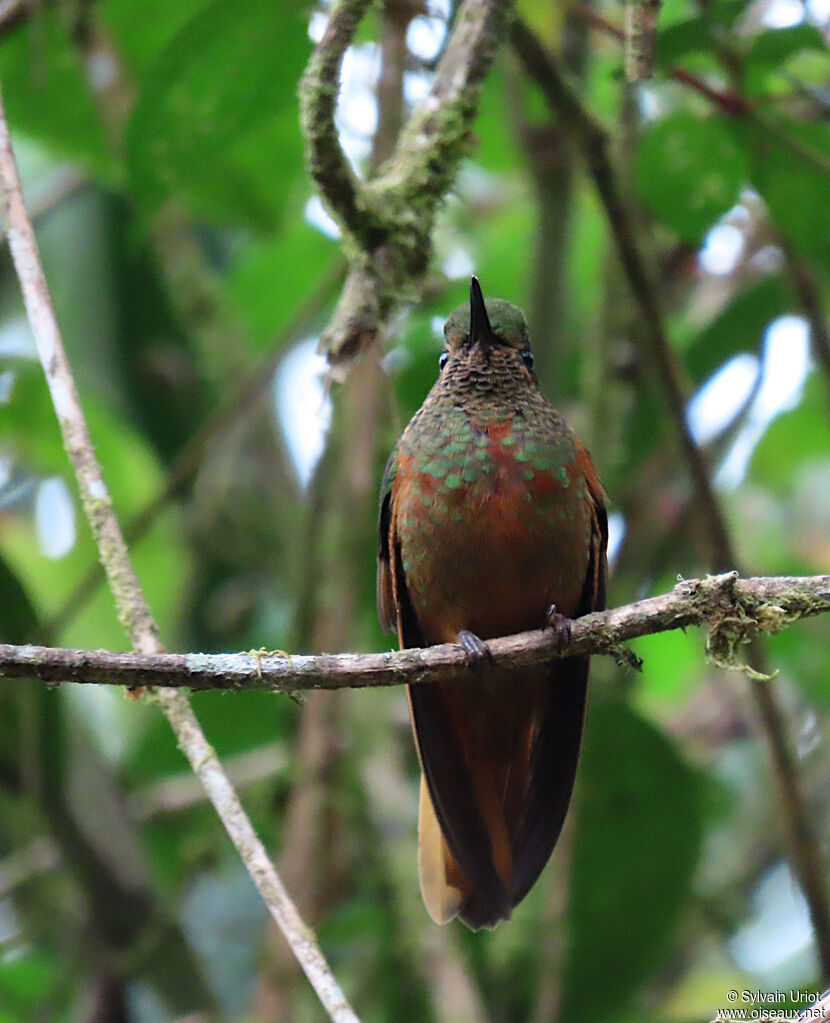 Chestnut-breasted Coronetadult