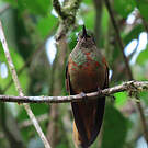 Colibri de Matthews