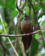 Chestnut-breasted Coronet