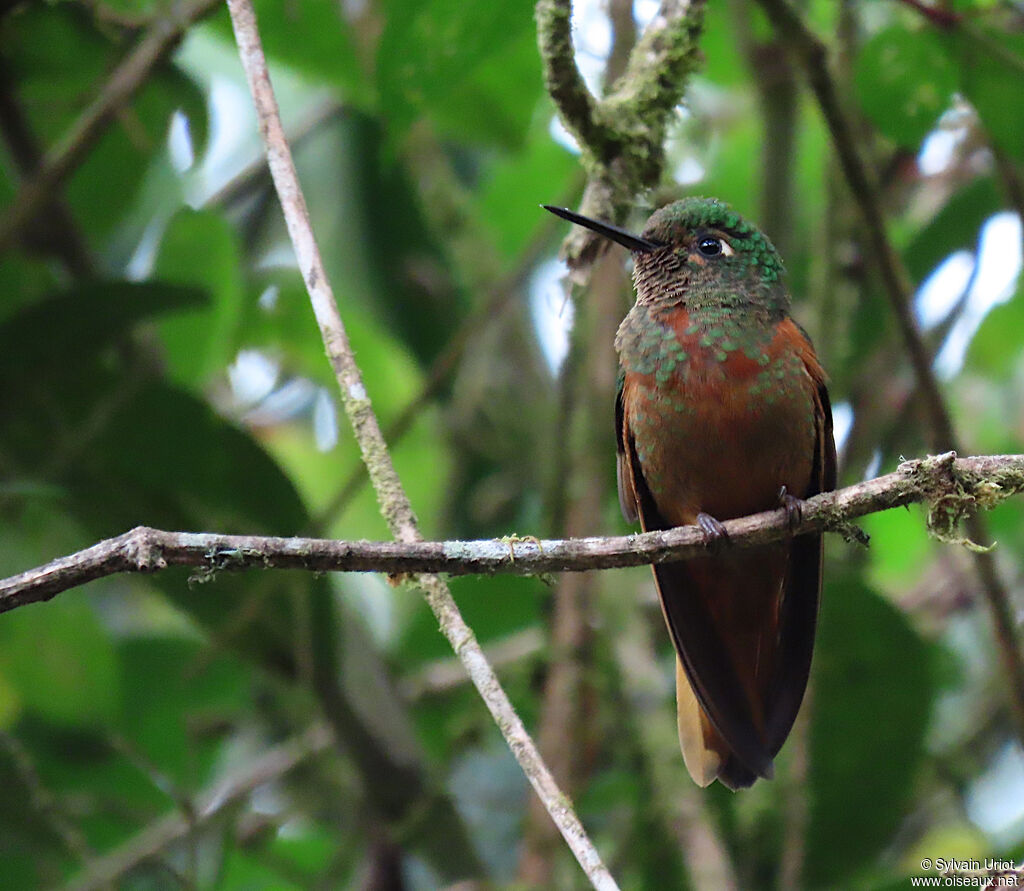 Chestnut-breasted Coronetadult