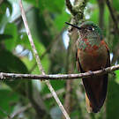 Colibri de Matthews