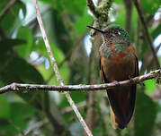 Colibri de Matthews