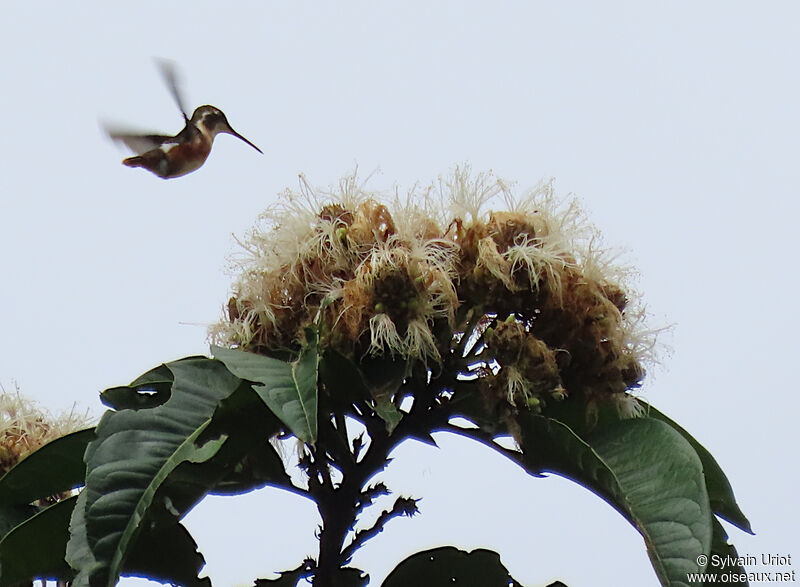 Colibri de Mulsant femelle adulte