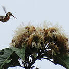 Colibri de Mulsant