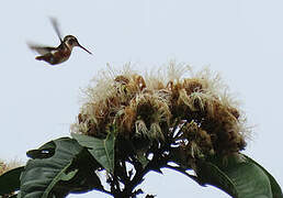 Colibri de Mulsant