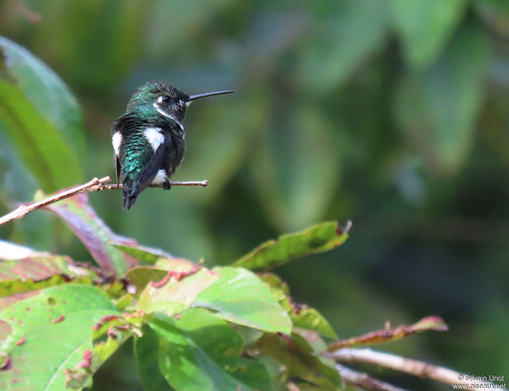 White-bellied Woodstar male immature