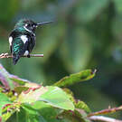 Colibri de Mulsant